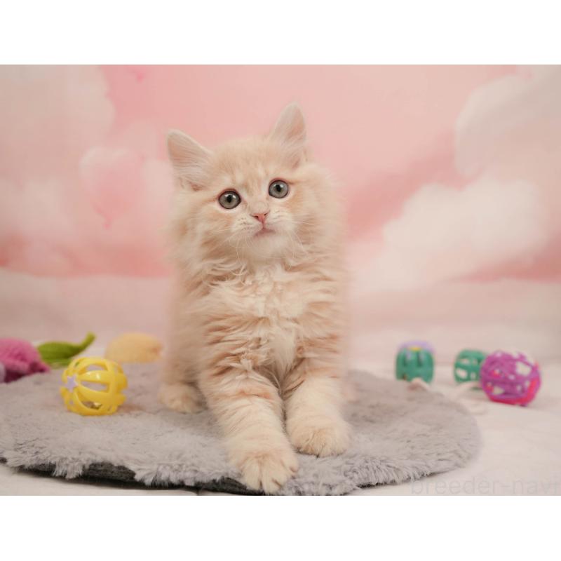 販売中の埼玉県のミヌエット-137254の11枚目