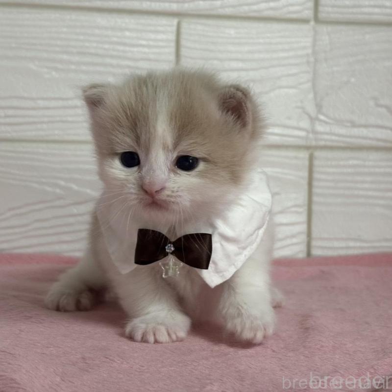 販売中の愛知県のマンチカン-137025の4枚目