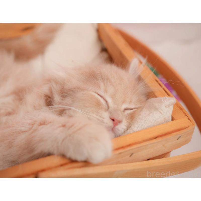 販売中の埼玉県のミヌエット-137254の9枚目