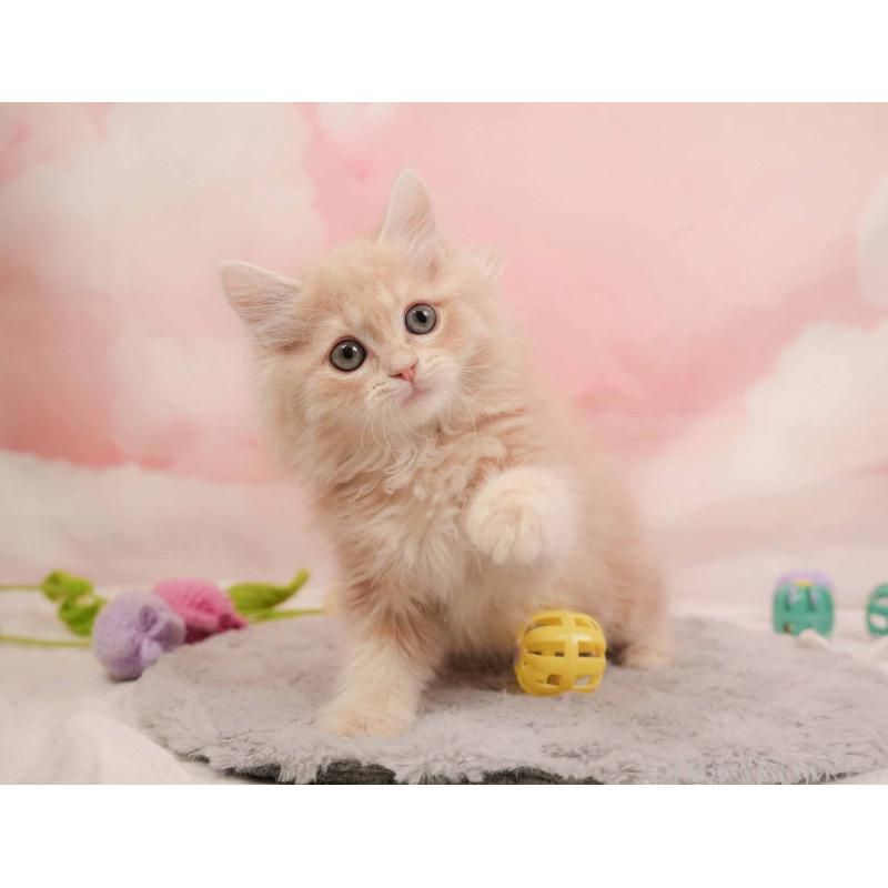 販売中の埼玉県のミヌエット-137254の8枚目