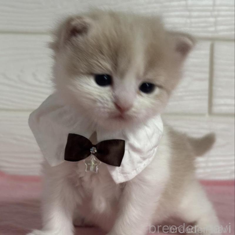 販売中の愛知県のマンチカン-137025の3枚目