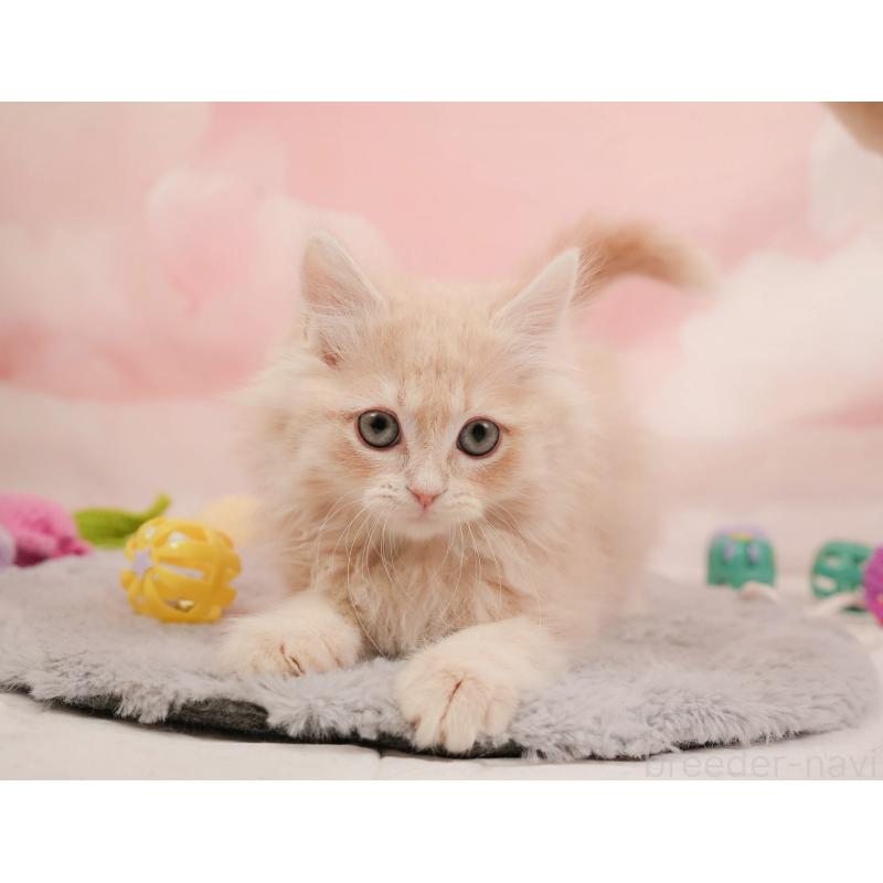 販売中の埼玉県のミヌエット-137254の7枚目