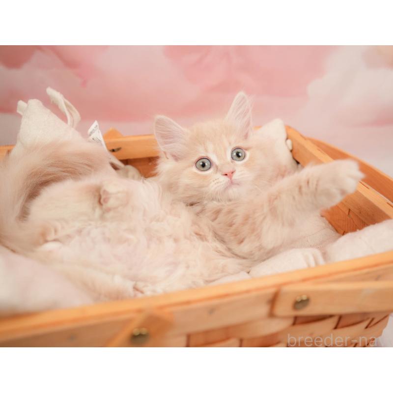 販売中の埼玉県のミヌエット-137254の6枚目