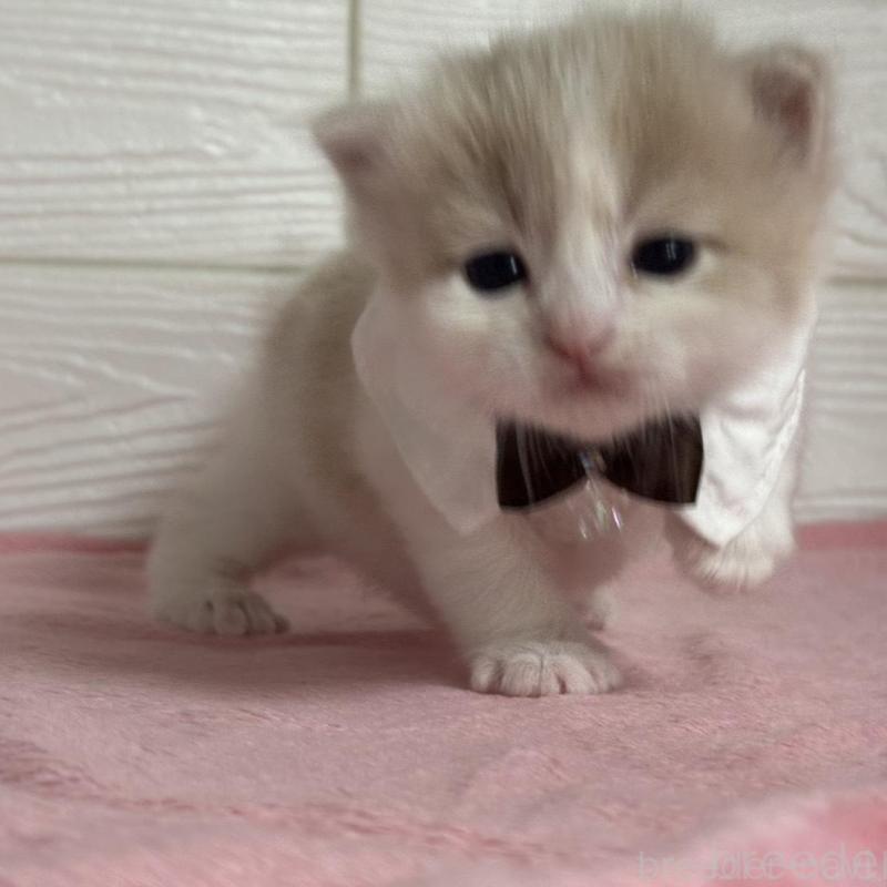 販売中の愛知県のマンチカン-137025の2枚目