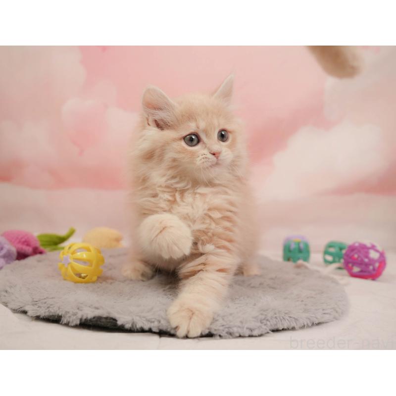 販売中の埼玉県のミヌエット-137254の5枚目