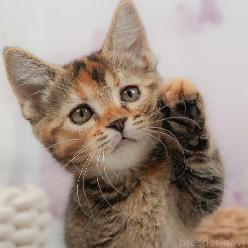 販売中の埼玉県のマンチカン-137249の1枚目