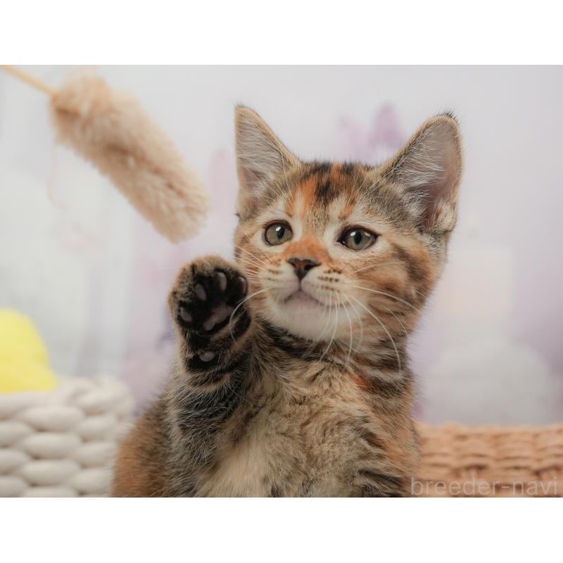 販売中の埼玉県のマンチカン-137249の11枚目