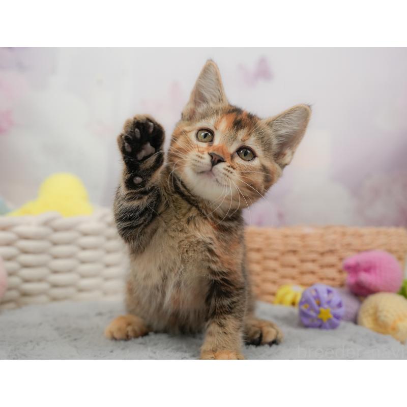 販売中の埼玉県のマンチカン-137249の10枚目