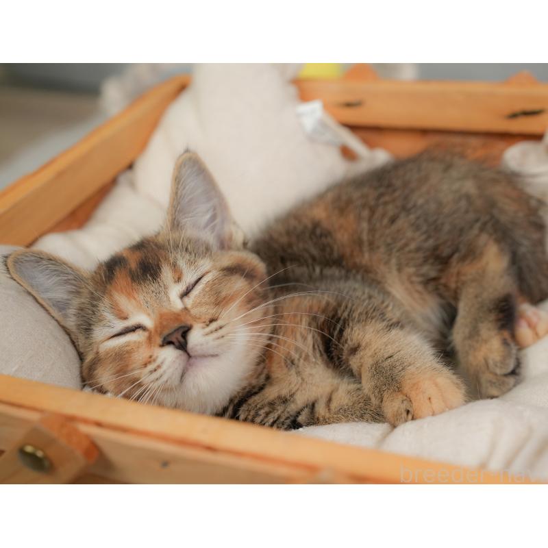 販売中の埼玉県のマンチカン-137249の9枚目