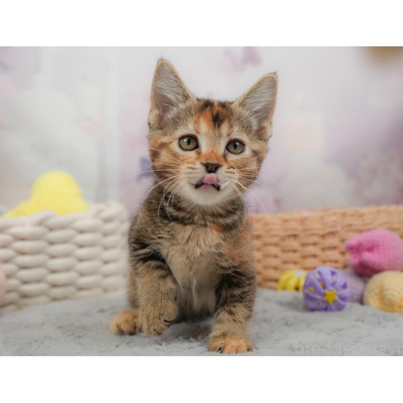 販売中の埼玉県のマンチカン-137249の8枚目