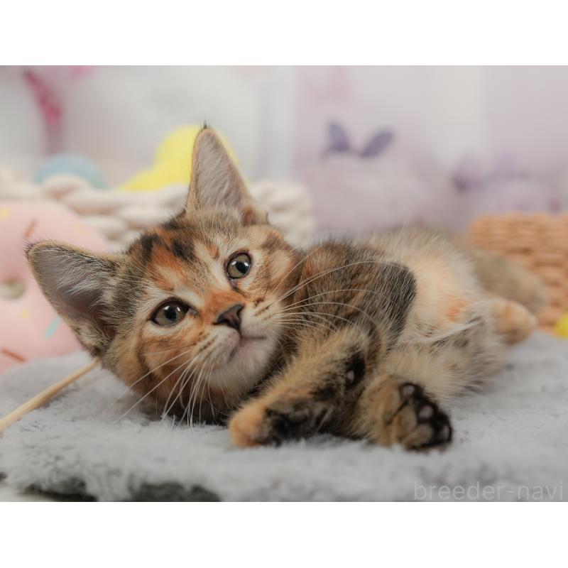 販売中の埼玉県のマンチカン-137249の6枚目