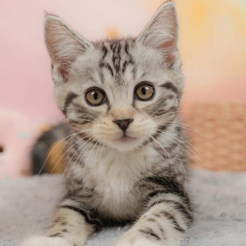 販売中の埼玉県のマンチカン-137248の1枚目