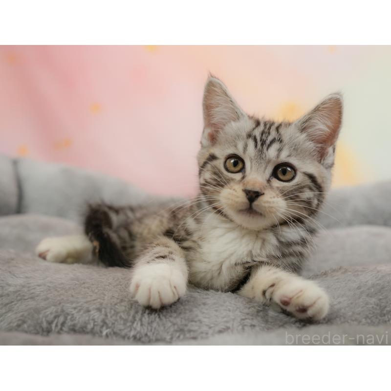 販売中の埼玉県のマンチカン-137248の12枚目