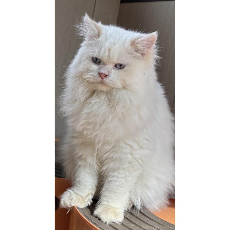 販売中の鹿児島県のサイベリアン-133949の3枚目