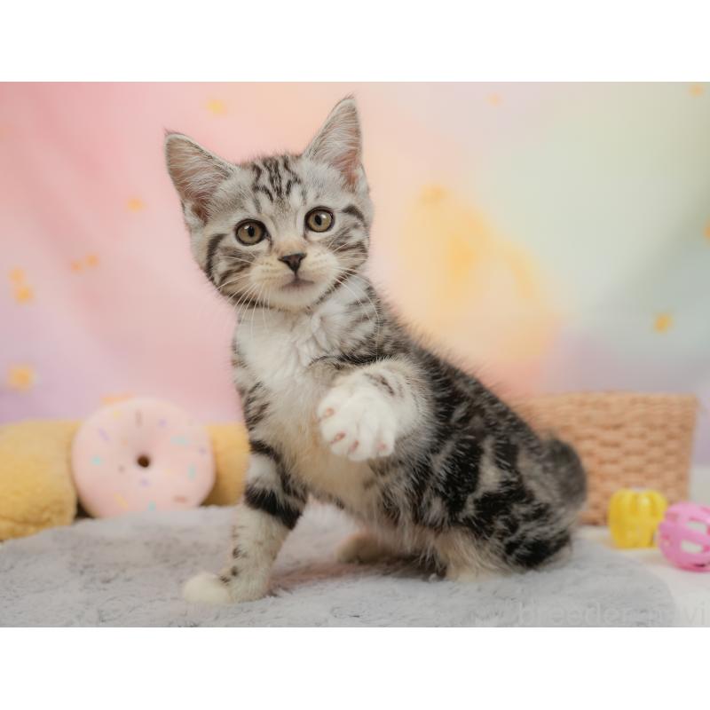 販売中の埼玉県のマンチカン-137248の11枚目