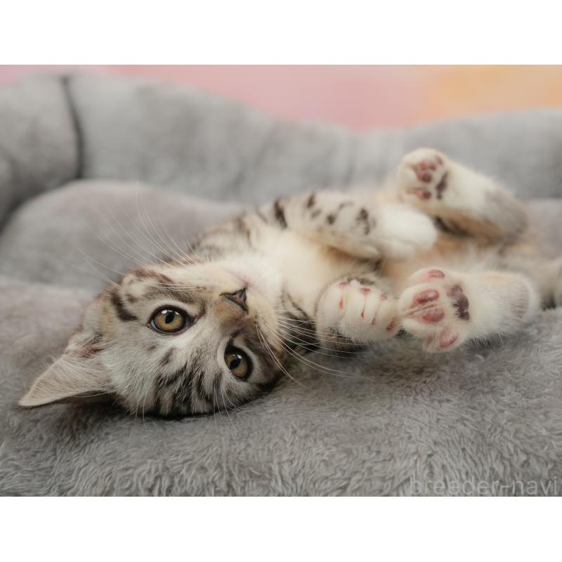 販売中の埼玉県のマンチカン-137248の10枚目