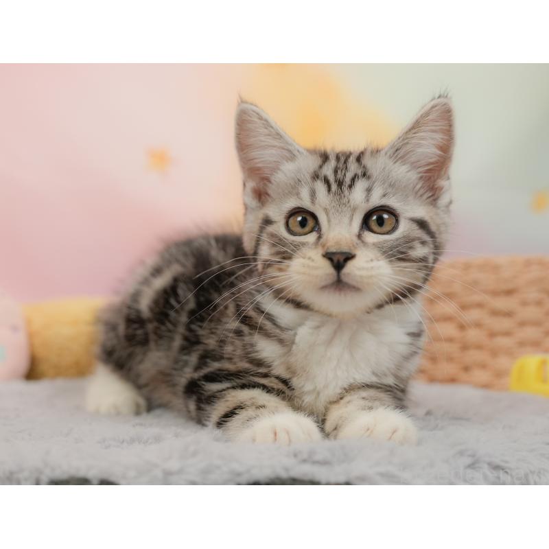 販売中の埼玉県のマンチカン-137248の9枚目