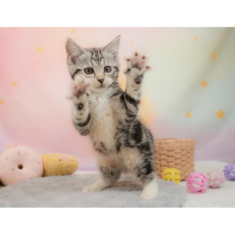 販売中の埼玉県のマンチカン-137248の8枚目