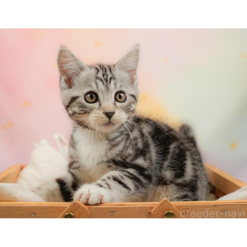 販売中の埼玉県のマンチカン-137248の7枚目