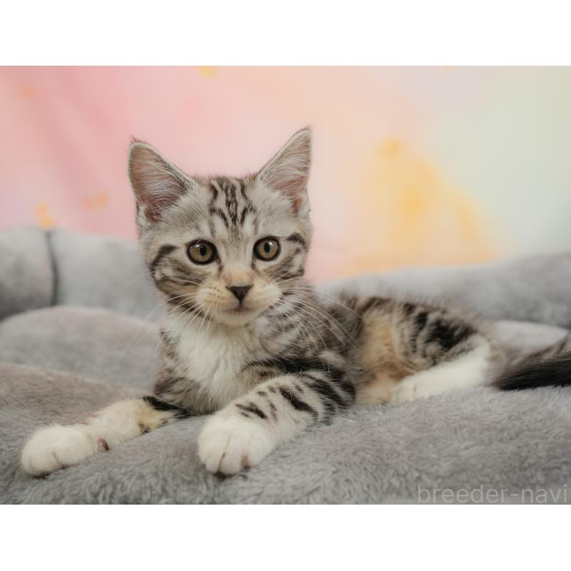 販売中の埼玉県のマンチカン-137248の6枚目