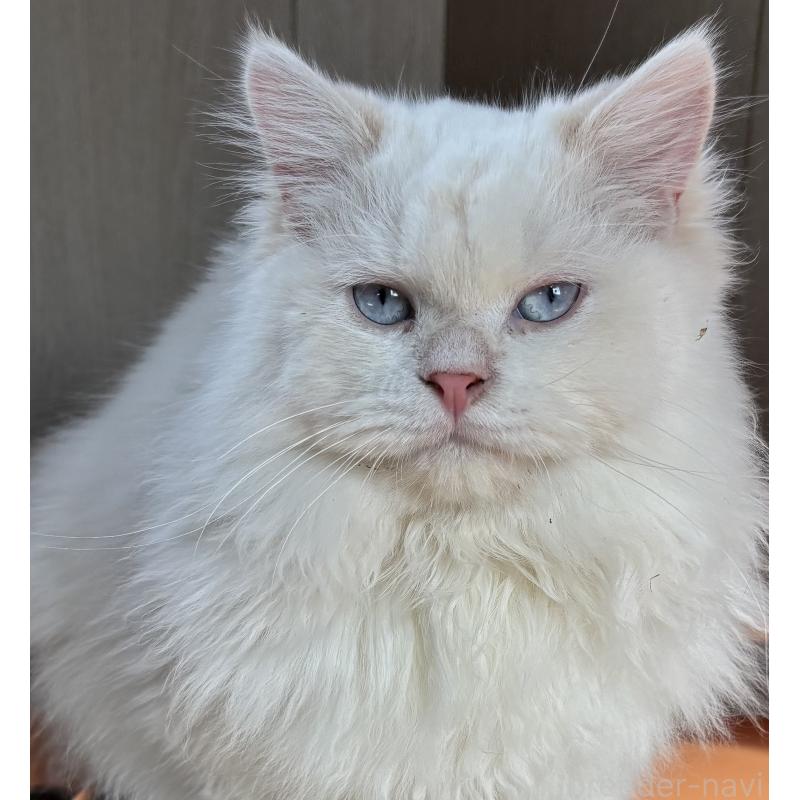 販売中の鹿児島県のサイベリアン-133949の2枚目