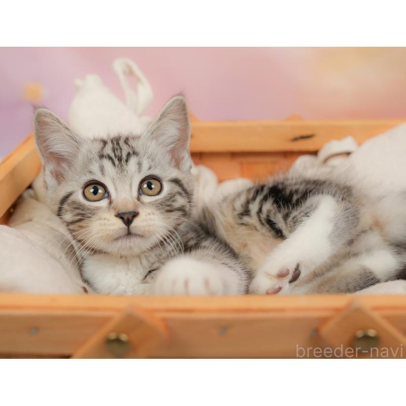 販売中の埼玉県のマンチカン-137248の5枚目