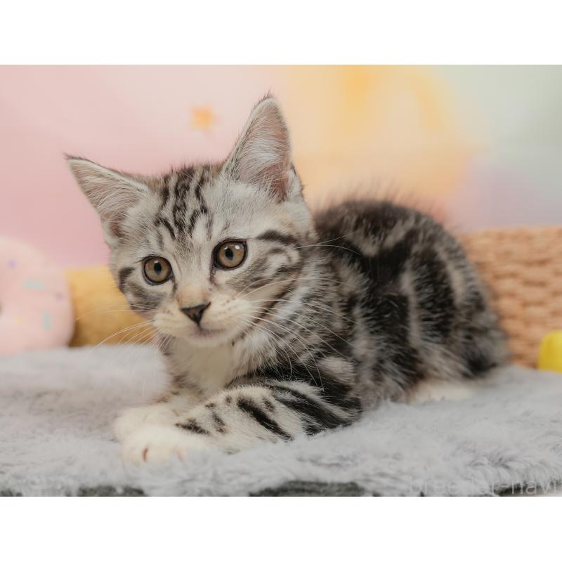 販売中の埼玉県のマンチカン-137248の4枚目