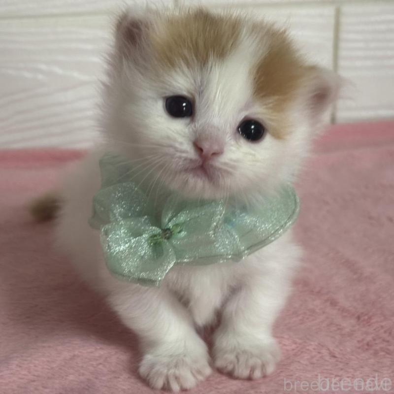 販売中の愛知県のマンチカン(短足)-137026