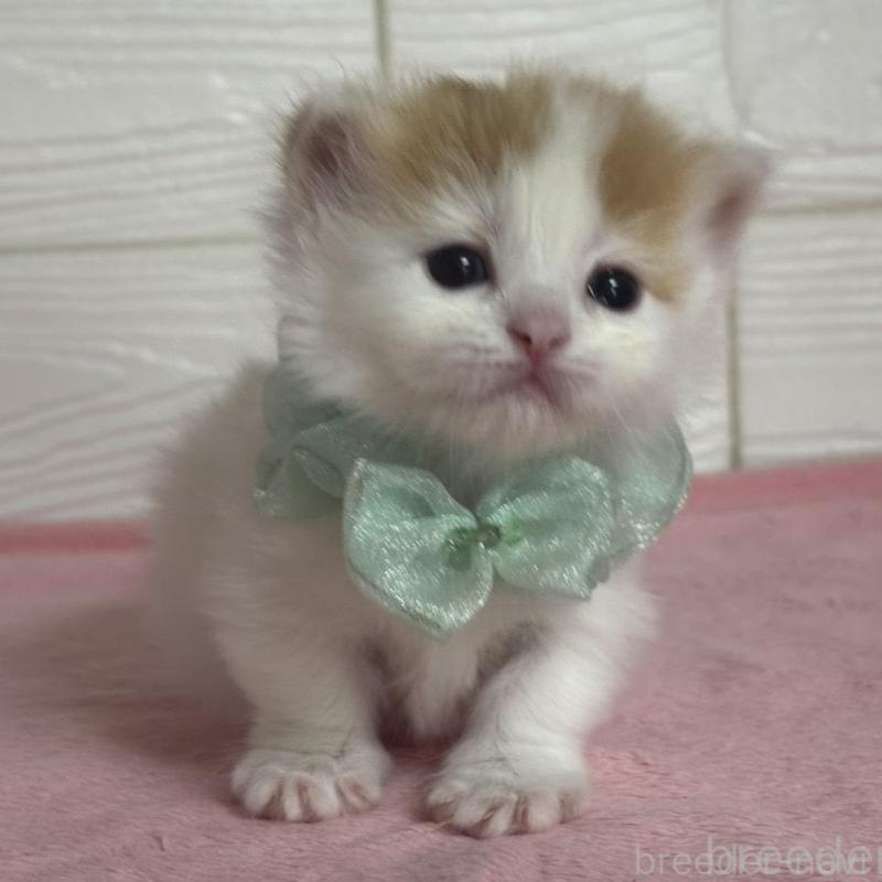 販売中の愛知県のマンチカン(短足)-137026の5枚目