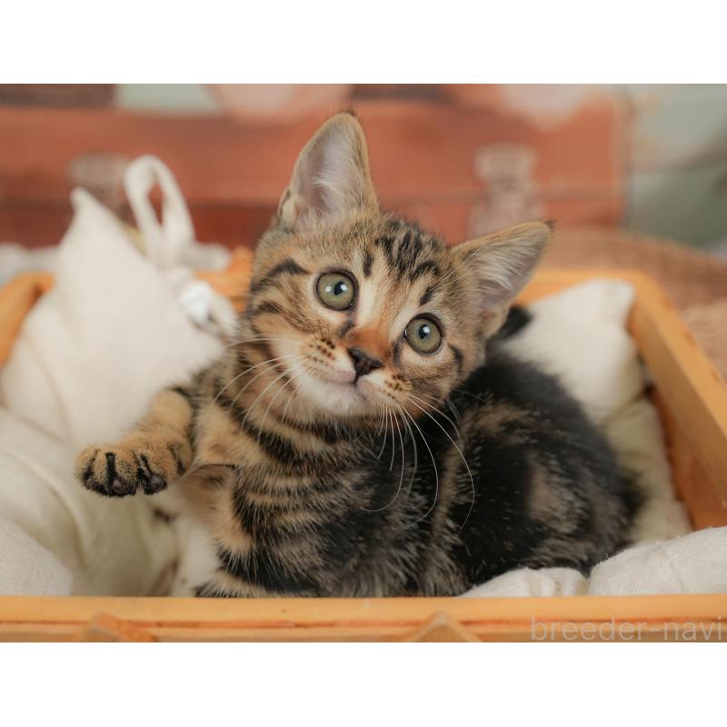 販売中の埼玉県のマンチカン-137247の12枚目