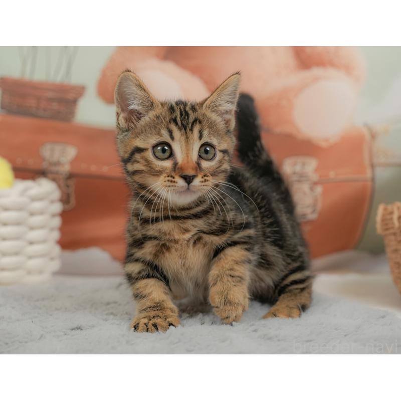 販売中の埼玉県のマンチカン-137247の11枚目