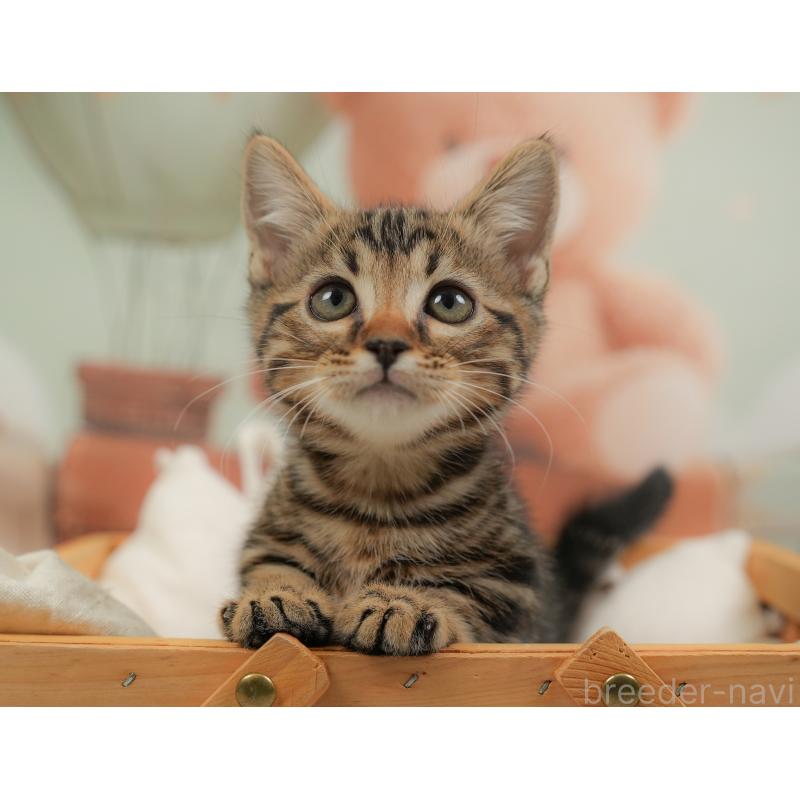 販売中の埼玉県のマンチカン-137247の10枚目