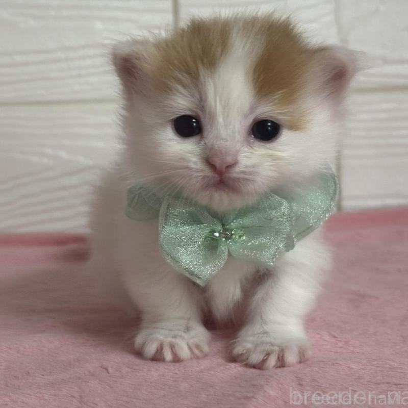 販売中の愛知県のマンチカン(短足)-137026の4枚目