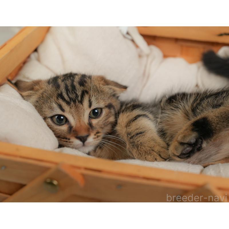 販売中の埼玉県のマンチカン-137247の8枚目