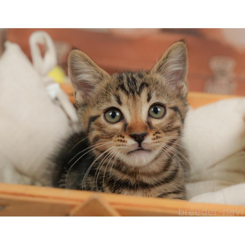 販売中の埼玉県のマンチカン-137247の7枚目