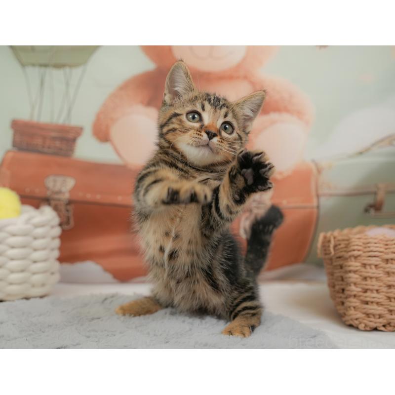 販売中の埼玉県のマンチカン-137247の6枚目