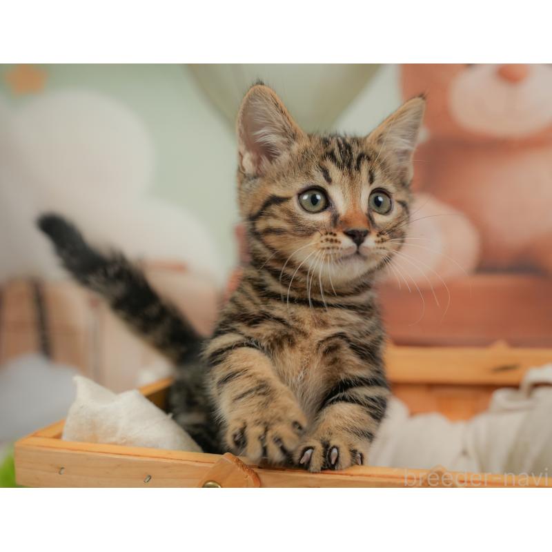 販売中の埼玉県のマンチカン-137247の5枚目