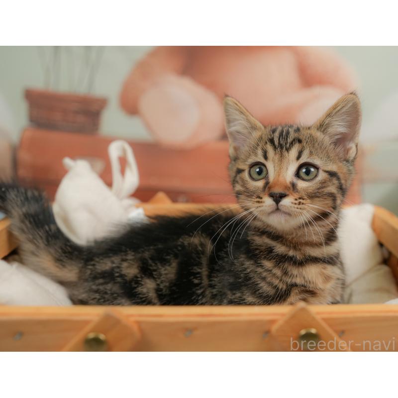 販売中の埼玉県のマンチカン-137247の4枚目