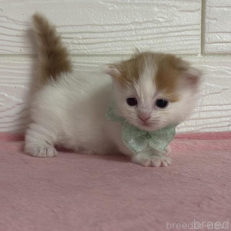 販売中の愛知県のマンチカン(短足)-137026の2枚目