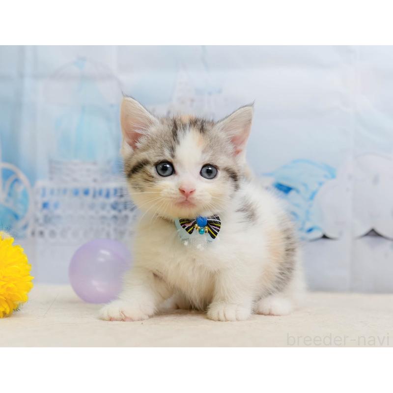 販売中の千葉県のマンチカン-137206