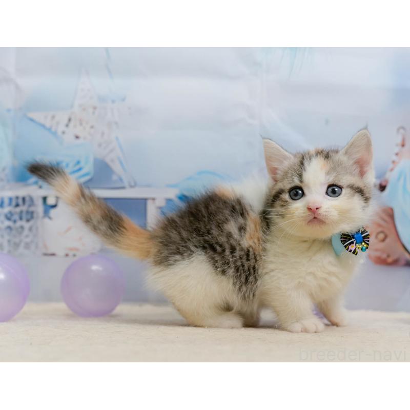 販売中の千葉県のマンチカン-137206の11枚目