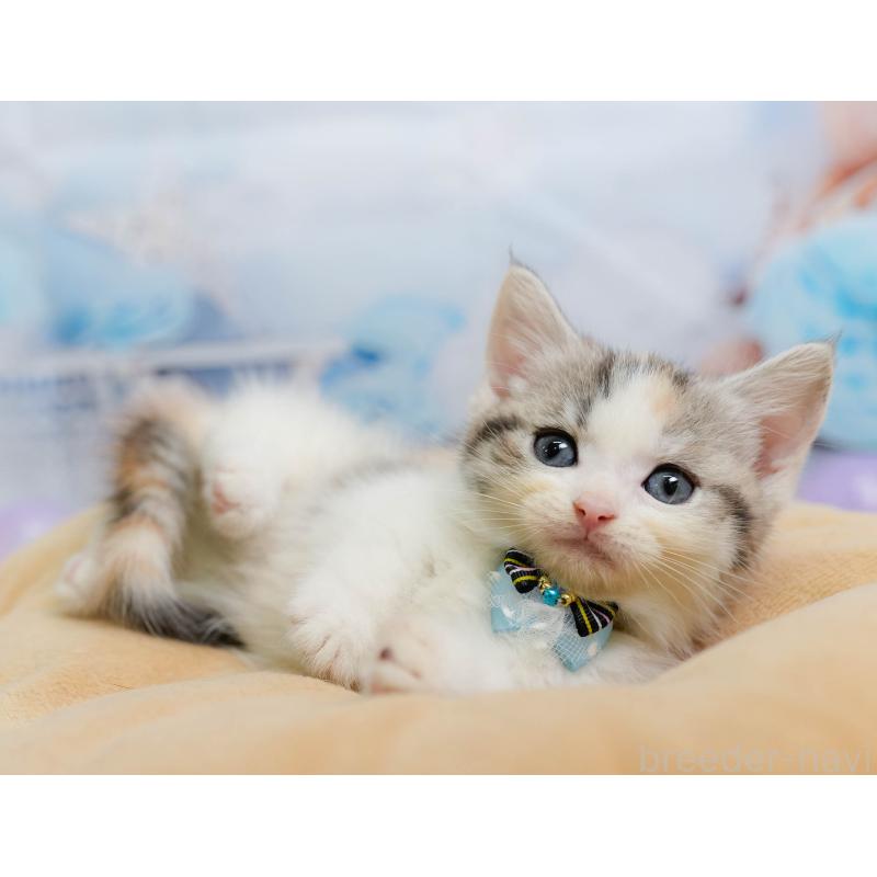 販売中の千葉県のマンチカン-137206の10枚目