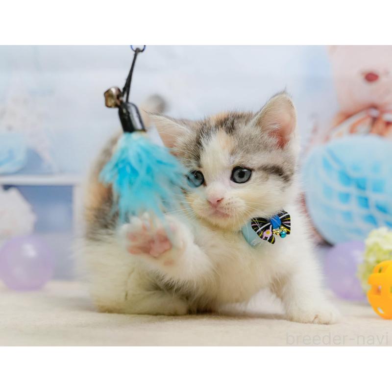 販売中の千葉県のマンチカン-137206の9枚目