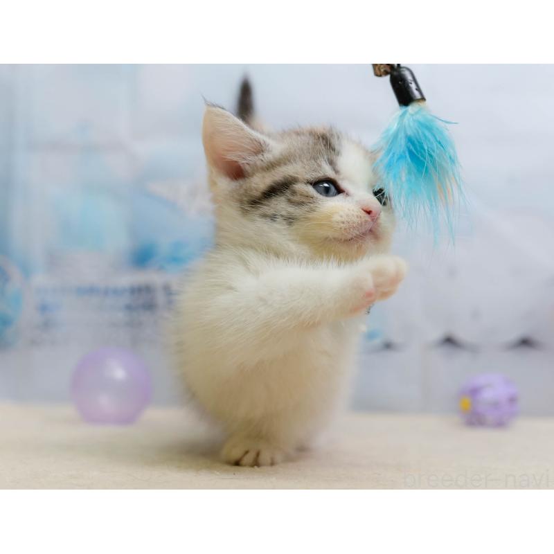 販売中の千葉県のマンチカン-137206の7枚目