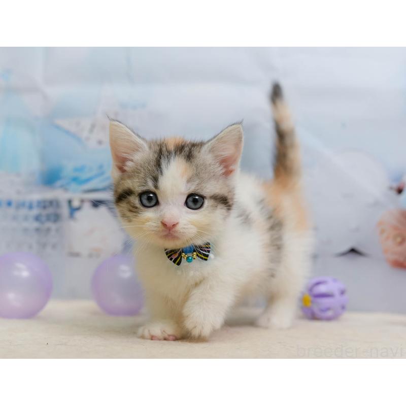 販売中の千葉県のマンチカン-137206の5枚目