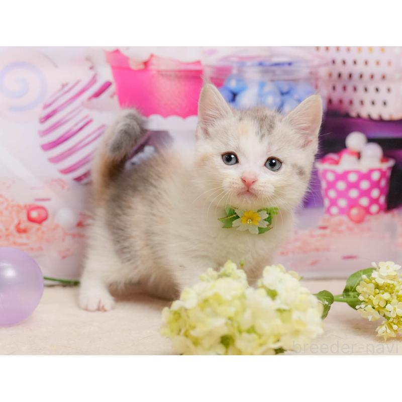 販売中の千葉県のマンチカン-137205