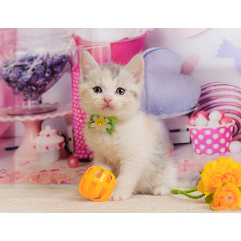 販売中の千葉県のマンチカン-137205の10枚目