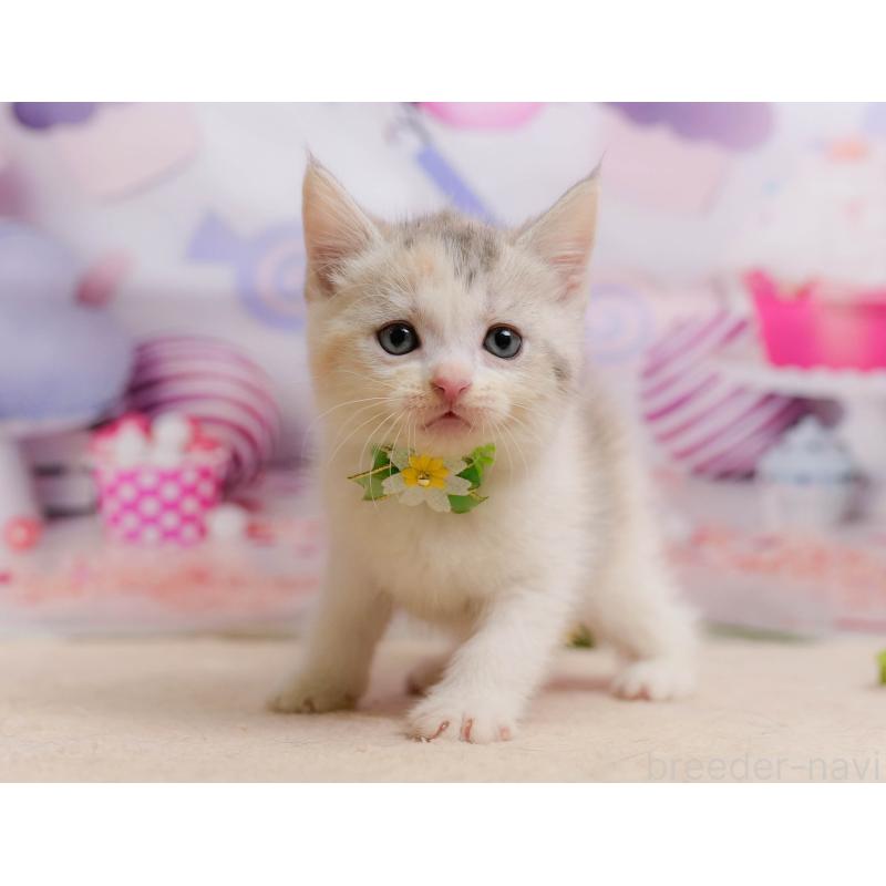 販売中の千葉県のマンチカン-137205の9枚目