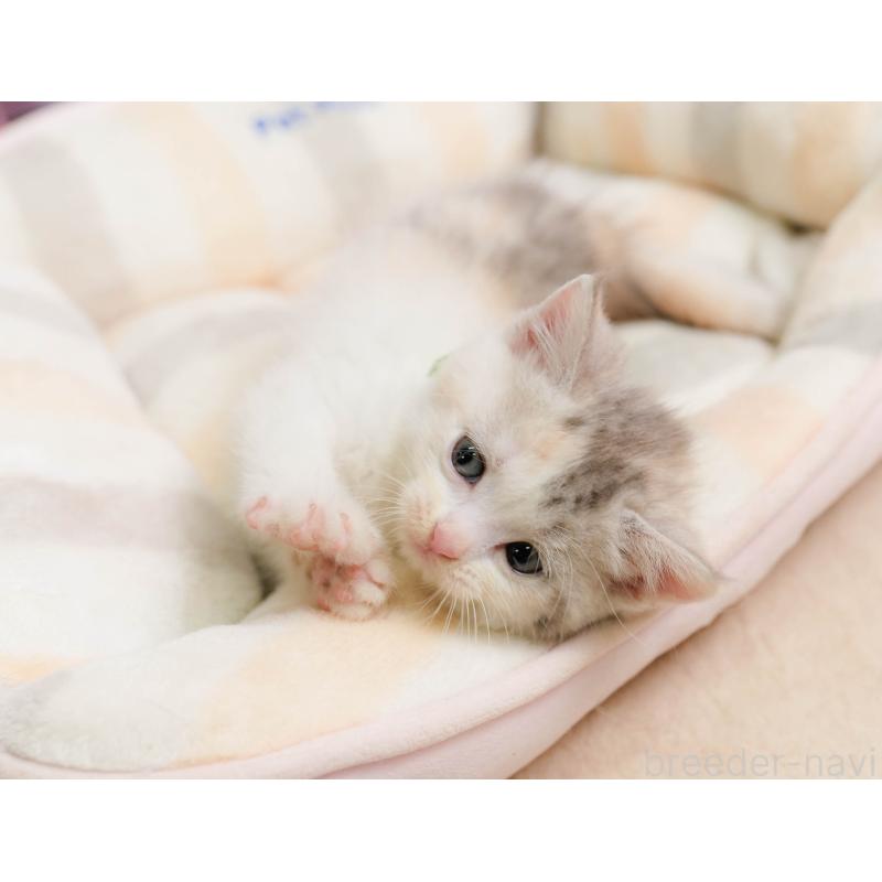 販売中の千葉県のマンチカン-137205の8枚目