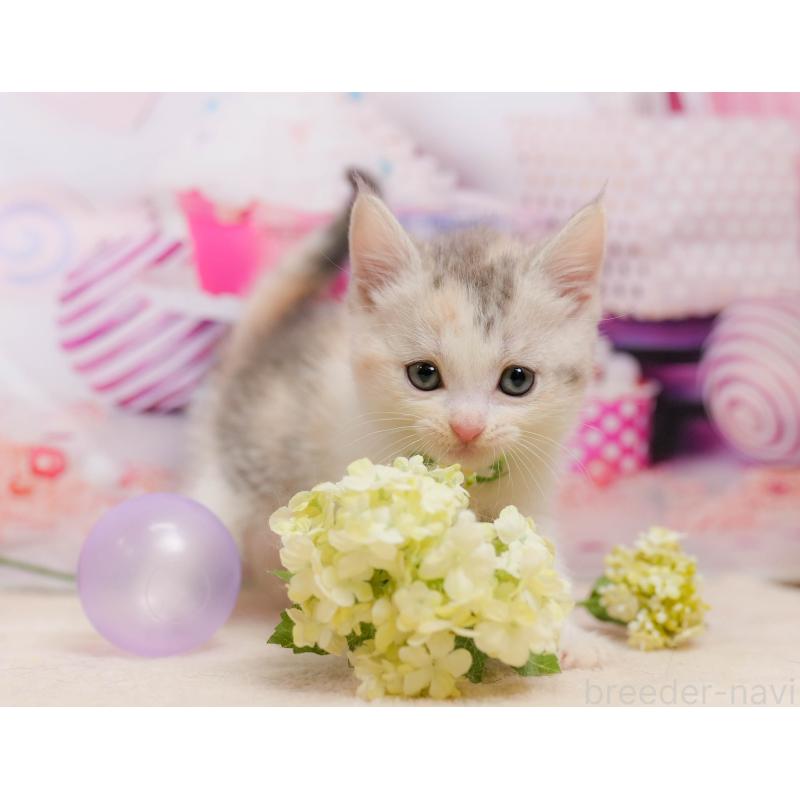 販売中の千葉県のマンチカン-137205の7枚目